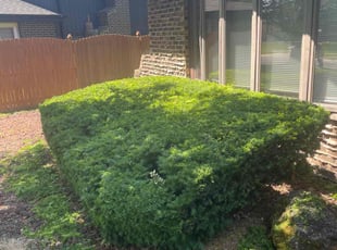 Bush Trimming by Luay Hamdan for Keyoki B. in Orland Park, IL