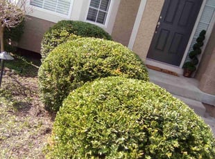 Bush Trimming by KK Green Grass for Lisa N. in Lenexa, KS