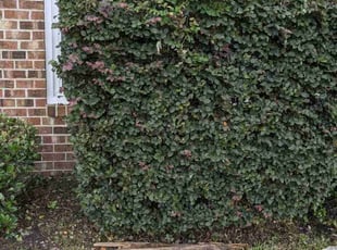 Bush Trimming by Antonio Simmons for Syeda S. in Virginia Beach, VA