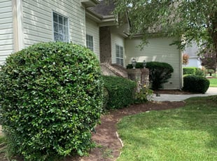 Bush Trimming by Antione Juniper for Frank M. in Virginia Beach, VA