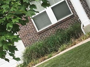 Bush Trimming by Marquis Johnson for Aisha O. in Columbus, OH