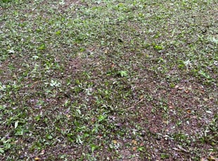 Cleanups by Paul Tollefson for Mason B. in Tallahassee, FL