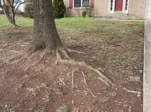 Leaf Removal by Ines Pereira for Steve B. in Centreville, VA