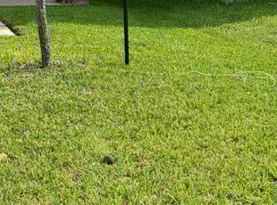 Lynda B.'s Yard Cutting service result