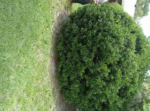Bush Trimming by Marvel Carmichael for Dominica S. in Longwood, FL