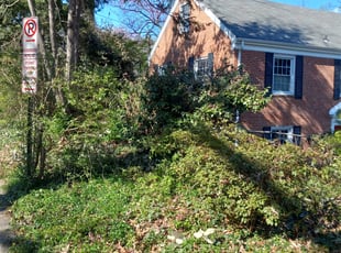 Bush Trimming by Michael Holland for Marion R. in Arlington, VA