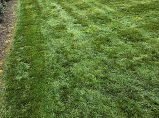 Patricia B.'s Yard Cutting service result