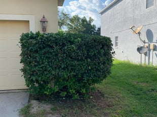 Bush Trimming by Stacia Beckford for Floyd D. in Land O' Lakes, FL