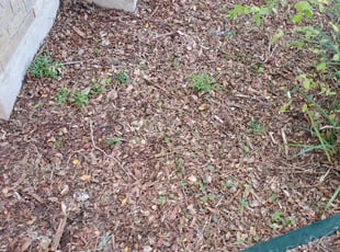 Leaf Removal by Julio Martinez for Tabitha B. in San Antonio, TX