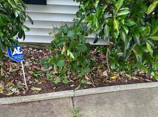 Bush Trimming by Joel Walton for Martha H. in Virginia Beach, VA