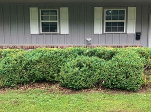 Bush Trimming by Charles Townsend for Spencer W. in Rogers, AR