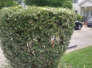 Bush Trimming by Emmanuel Odeh Adimah for Joy B. in Atlanta, GA