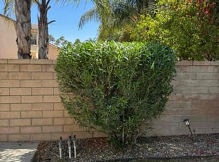 Bush Trimming by Edgar Gallardo for Angela D. in Moreno Valley, CA