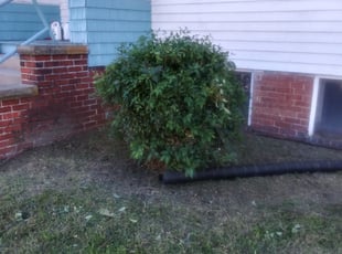 Bush Trimming by Phillipe Fentress for Danielle M. in Norfolk, VA