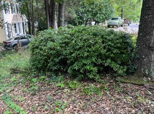 Maurice B.'s Bush Trimming service result
