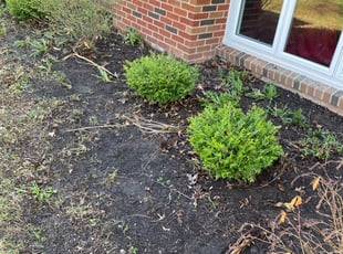 Leaf Removal by James Serio for Jeffrey L. in Rochester, NY