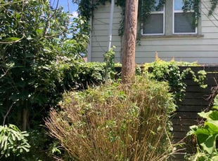 Bush Trimming by Moises Perez for Stephen L. in Houston, TX