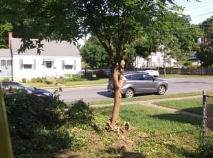 Bush Trimming by Michael Watson for Mandy L. in Richmond, VA