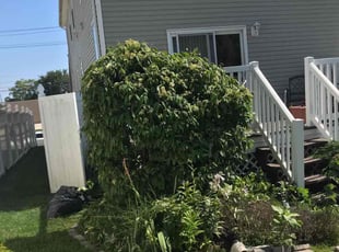 Bush Trimming by Jacob Marrero for Lisa R. in Philadelphia, PA