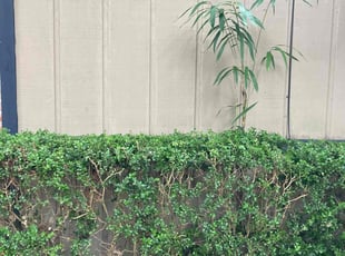 Bush Trimming by Terrain Lewis for Daniel L. in Tallahassee, FL