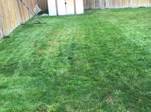 Velvet F.'s Lawn Care service result