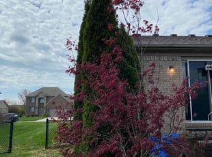 Bush Trimming by David Scalf for Cynthia S. in New Baltimore, MI