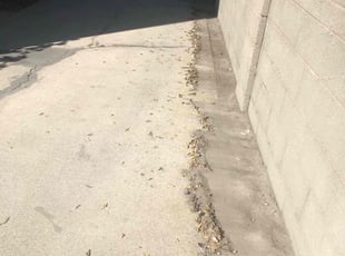 Bush Trimming by Ross Johnson for John F. in Los Angeles, CA