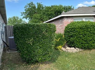 Bush Trimming by Abel Baeza for David R. in McKinney, TX