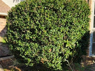 Bush Trimming by Erik Petersen for James C. in Pensacola, FL
