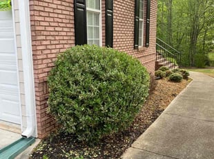 Bush Trimming by Jesus Fermin for Robert M. in Buford, GA