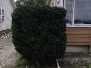 Bush Trimming by Thomas Swert for Tim D. in Toledo, OH