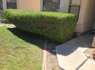 Bush Trimming by Chris Hawk for Andrew N. in Phoenix, AZ