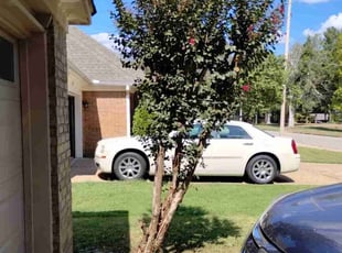 Bush Trimming by Carmen Euell for Lou C. in Memphis, TN