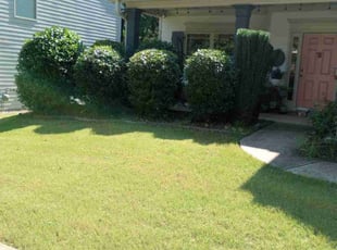 Barb H.'s Bush Trimming service result