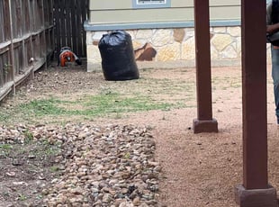 Leaf Removal by Edrick MejΓa for Zachary B. in Boerne, TX
