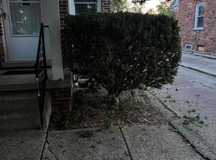 Bush Trimming by Jack Brown for Carrie Z. in Royal Oak, MI