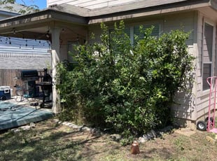 Bush Trimming by Lauren Frye for David S. in San Antonio, TX