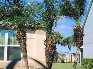Bush Trimming by Dan Young & Renee Farmer Young's Lawn Care for Adrianna V. in Winter Springs, FL