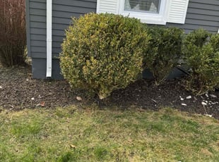 Cleanups by Japheus Sanders for Melissa G. in Royal Oak, MI
