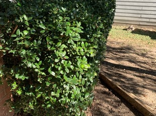 Bush Trimming by Robert Irvine for Cat T. in San Antonio, TX