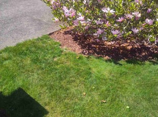 Weeding by Jason Ott for Anjali S. in Maple Valley, WA
