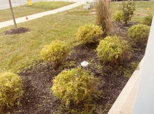Bush Trimming by Valerie Howard for Travis J. in Greenwood, IN