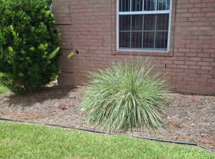 David W.'s Flower Bed Weeding service result