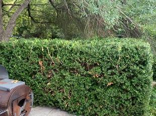 Bush Trimming by Stanmore Hinds for Kevin U. in San Antonio, TX