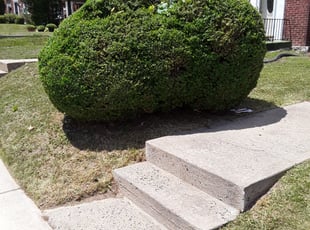 Bush Trimming by Dwayne Frazer for Erin H. in Baltimore, MD