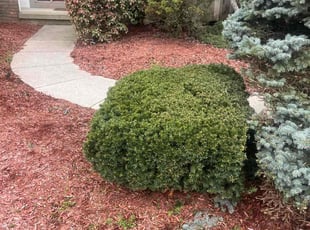 Bush Trimming by Dwayne Galloway for Malvin L. in New Albany, OH