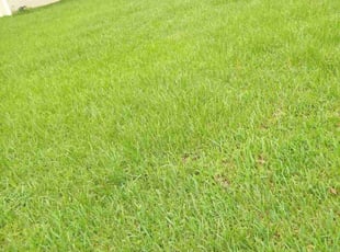 Shaun S.'s Grass Cutting service result