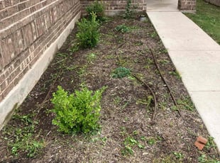 Weeding by Humberto Bernal for Flo O. in Manor, TX