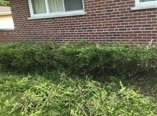 Bush Trimming by Brian Cook for Botao L. in Olivette, MO
