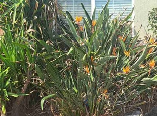 Bush Trimming by Daisy Guillen-Ramos for Cheryl G. in Bakersfield, CA